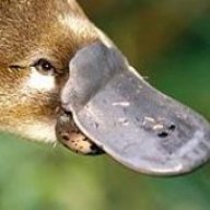 Platypus