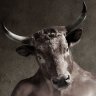El Minotauro