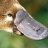 Platypus